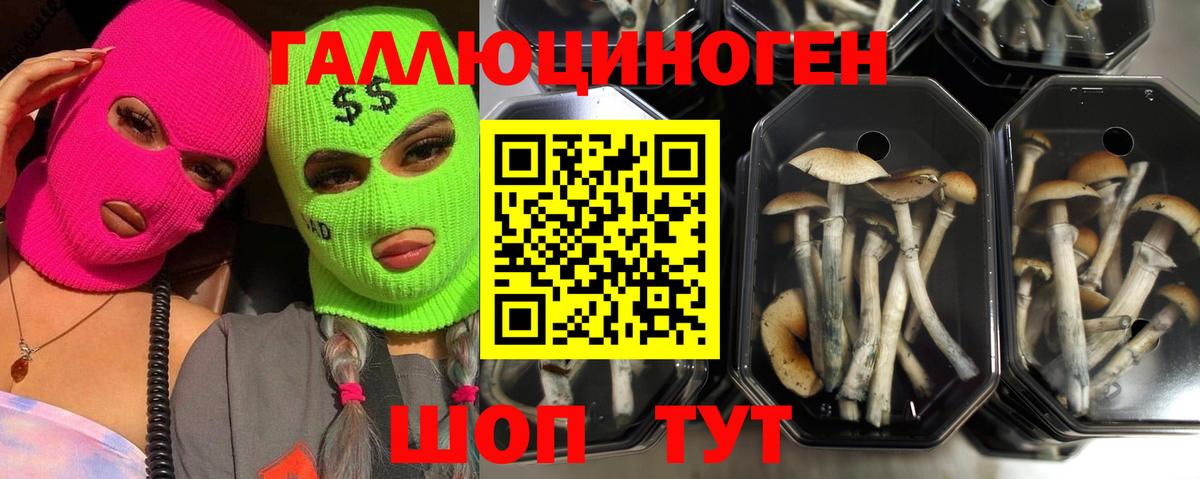 Галлюциногенные грибы Psilocybine cubensis Родники